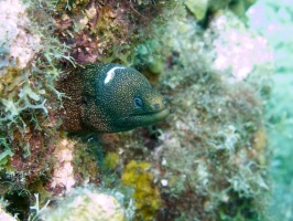 Injured Goldentail Moray Eel IMG 7850
